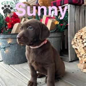 Sunny, Chocolate Labrador Retriever Puppy